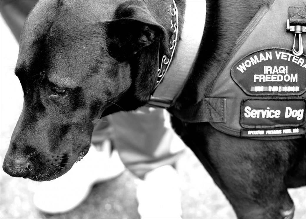 Service dog Sherman wears his vest that displays the patch: “Woman Veteran Iraqi Freedom." He is the service dog of US Army Veteran Alex Gries who served in combat during Operation Iraqi Freedom.