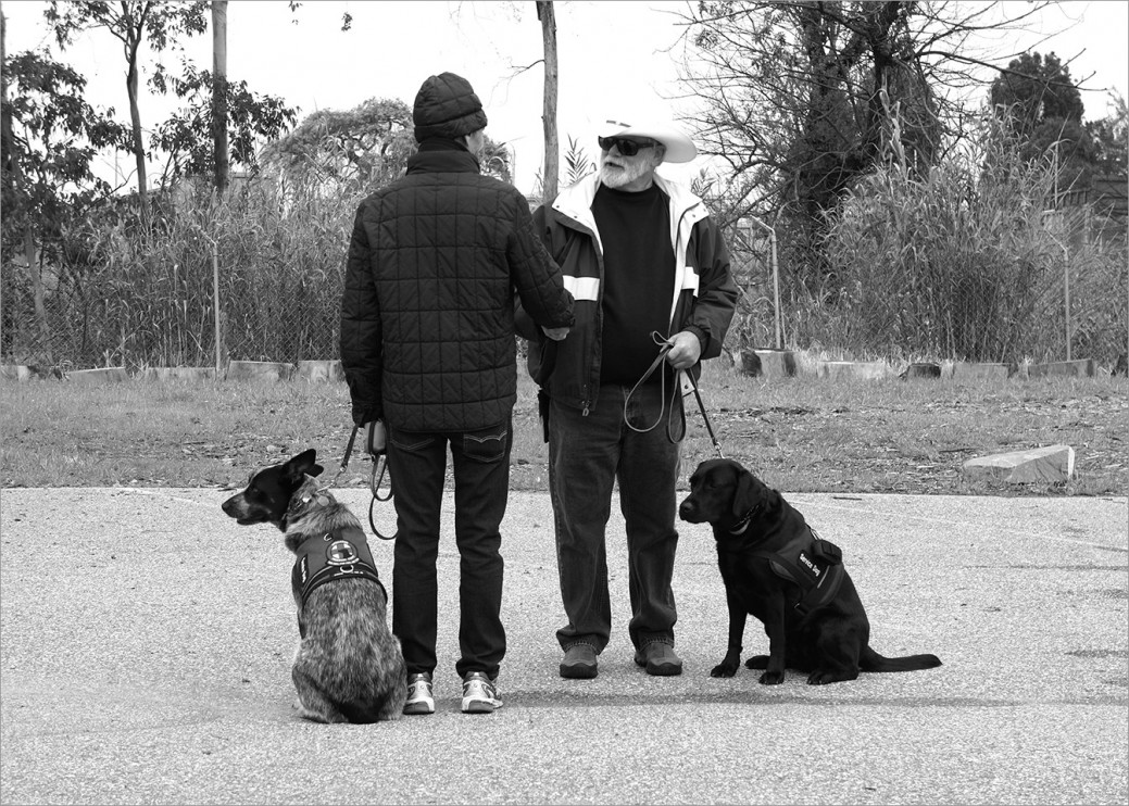 Vietnam Veterans, with their service dogs, meeting one another at class. There are several Vietnam Vets with service dogs at Operation Freedom Paws and even though their training is completed, many still attend class and help mentor some of the new, younger veterans. 