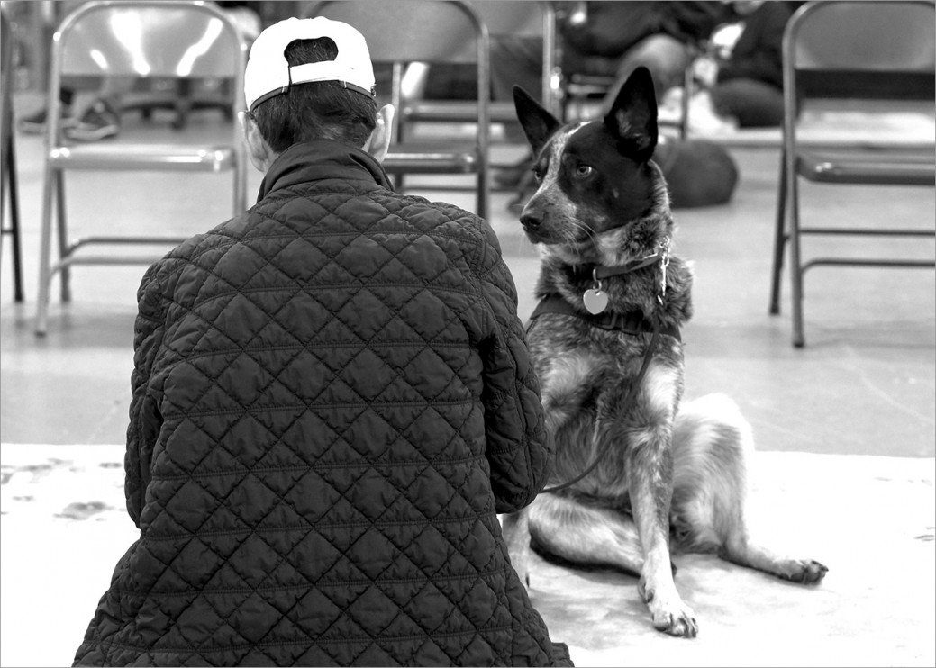 Service dog Merlin is attentive 24/7 to Vietnam War veteran Steve Loy. The communication between these two is remarkable. Merlin can detect the onset of night terrors and will awaken Steve with a soft howl or a lick to the face usually before the nightmare begins.
